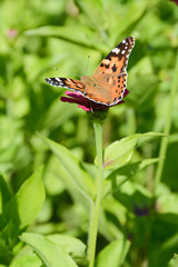 Butterfly on a high stem of a flower