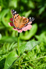  Butterfly  on a beautiful pink zinnia flower