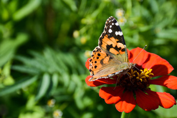 Obraz premium Thistle butterfly collects nectar from a flower