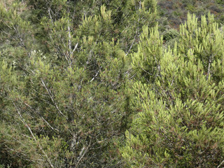 Pineta