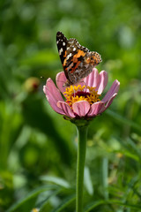 Beautiful thistle butterfly (vanessa) on pink zinnia flower