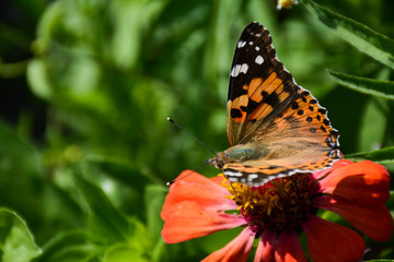 Obraz premium Beautiful butterfly closeup on a red flower