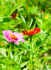  A butterfly flies off after collecting nectar from a flower