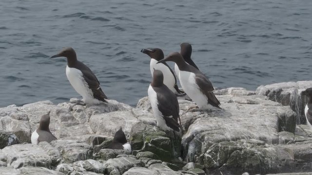 Guillemot, Uria aalge, group of birds on rock, Northumberland