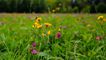  yellow flowers in the summer park
