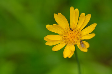 Blüte des Wiesen-Bocksbart