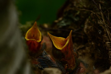 nest bird on a birch tree with noisy baby birds with yellow open beaks
