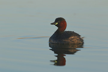 duck in water