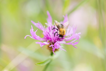 Honeybee on purple flower