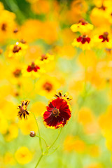 Beautiful Golden coreopsis flower blooming in the summer. Close up.