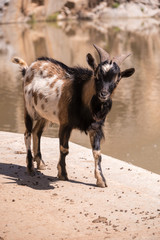 Kleine neugierige Ziege
