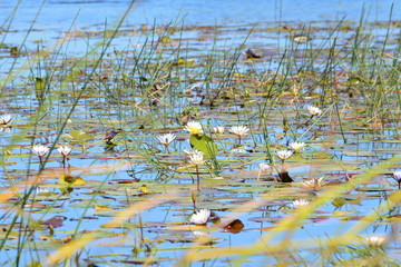 BOTSUANA(Safari ,Delta del Okawango,rio Zambece)