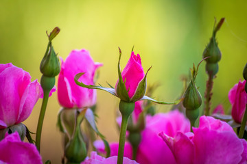 Rose flower in a roses garden