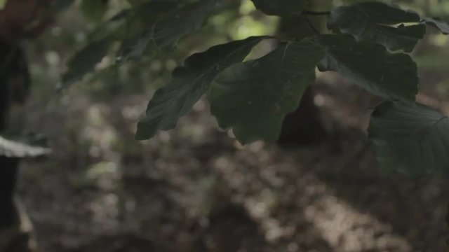 Person walking in a forest behind leafes (slow motion)