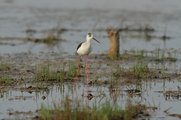 white ibis in the water