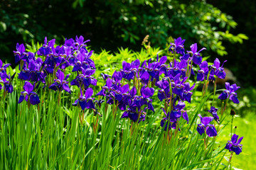 Obraz premium Blue iris flowers blooming in a garden.