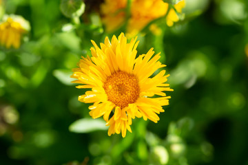 close up view of a small yellow wildflower bloom