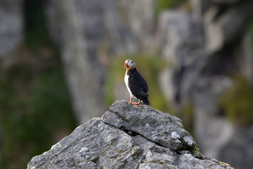 Papageientaucher