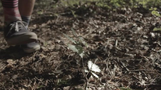 Person steps on sapling in a forest (slow motion)