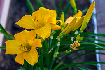 close up of several yellow lilies blooming