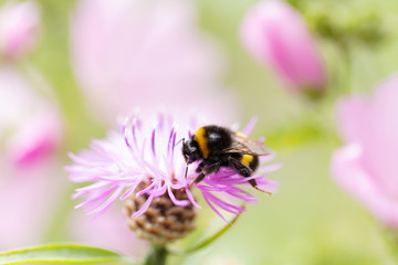 Hummel auf pinker Blume