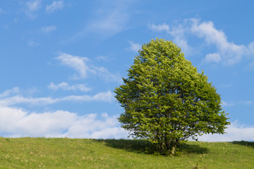 Fototapeta na wymiar Isolated green tree on blue sky, spring background