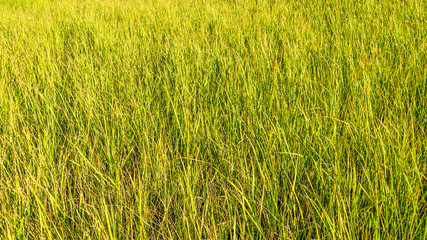 Tall green grass