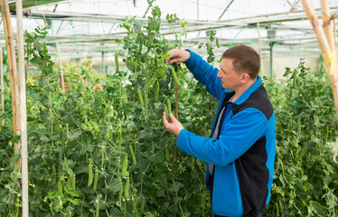 Male supervising growth of peas plants