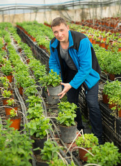 Portrait of man tending and cultivating flowers mint in glasshouse