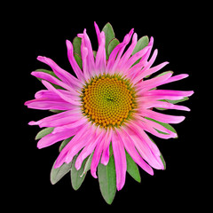 Pink aster isolated on a black background