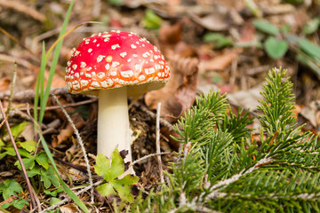 Amanita muscaria mushroom close up, nature background