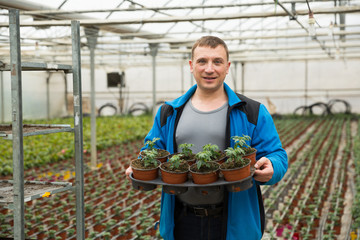 Male supervising growth of tomato seedlings