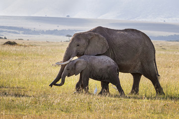 Fototapeta na wymiar Mother and baby elephant in the grasslands of the Masai Mara, Kenya