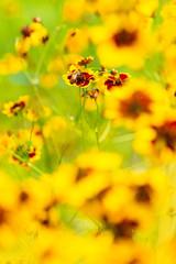 Beautiful Golden coreopsis flower blooming in the summer. Close up.