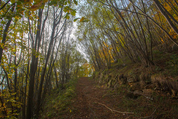 Trees in autumn season background. Autumn lansdscape