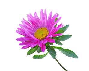 Pink aster isolated on a white background