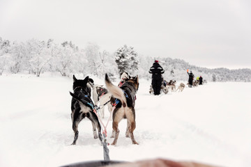 Team of huskies runing,  view from sled