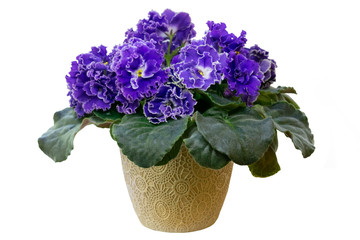 Bright African violet flower isolated, cozy home decor, isolated pot with blooming African violet flower
