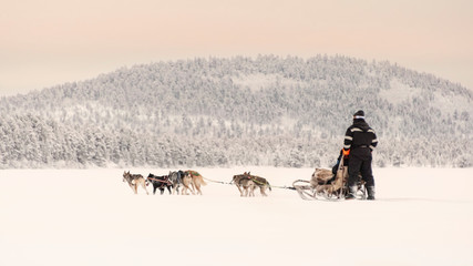 Couple dog sledding over a frozen lake near to the forest beneath a pink tinted sky