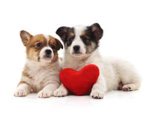 Fototapeta na wymiar Puppies and heart.