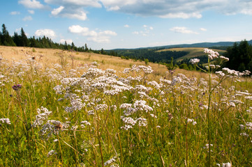 The evening is bright in the mountains in the summer with green forest