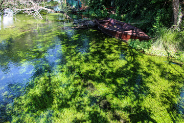 Green algae under water, Lake Ohrid, Republic of North Macedonia