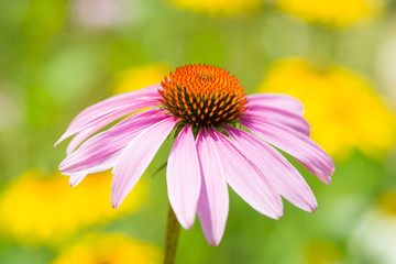Pink Echinacea Flowers. Close up of pink Echinacea flowers.