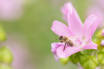 Biene auf rosa Blume