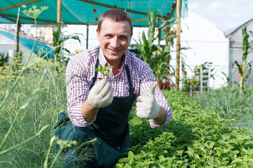 Male worker arranging melissa officinalis while gardening in greenhouse