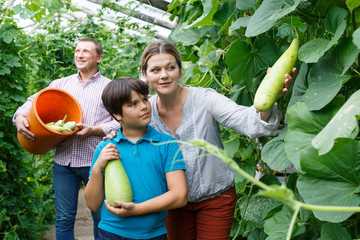 Family with boy children picking  marrows and zucchinis to bucket in  garden