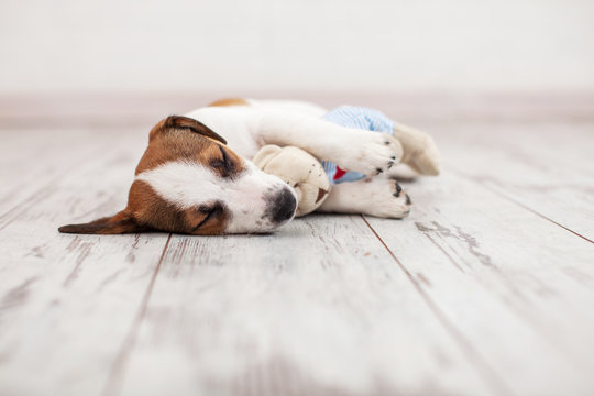 Dog Sleeping With Toy On Floor
