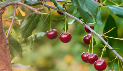 cherries on tree