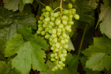 green grapes on the vine