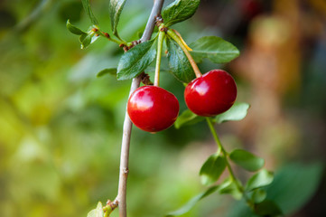 cherries on tree